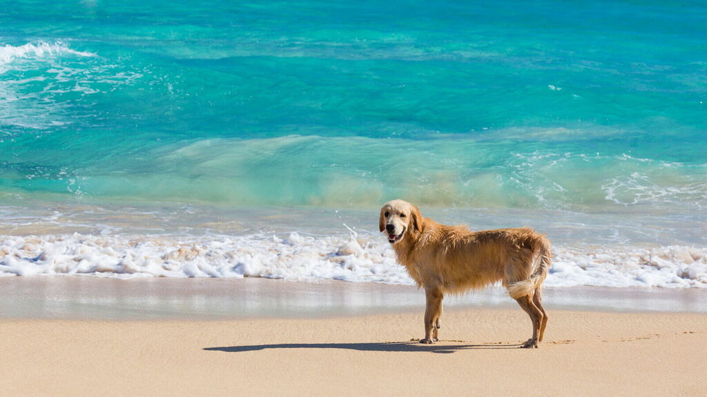 The most beautiful dog beaches in North Sardinia Golden Retriever