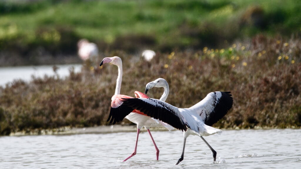 Südsardinien, die idealen Villen zum Mieten. Panorama in Torre delle Stelle. Rosa Flamingos