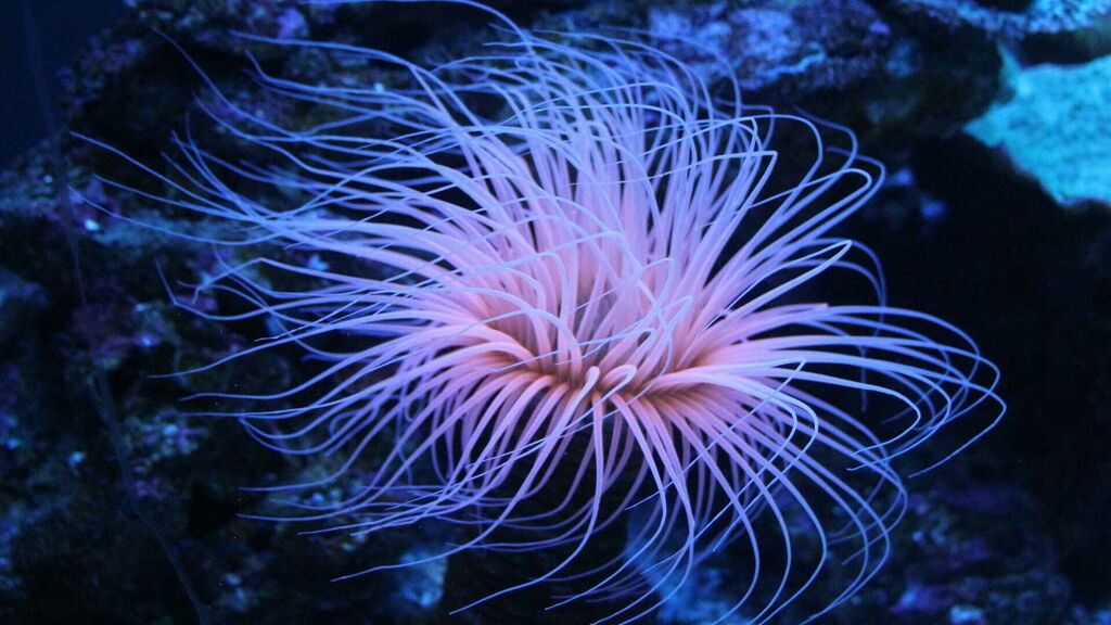 Diving and Snorkeling in Sardinia underwater world