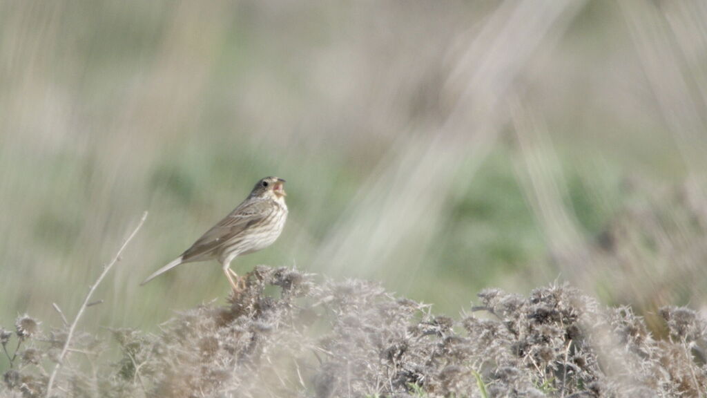 What to see in Sardinia in autumn? Bird