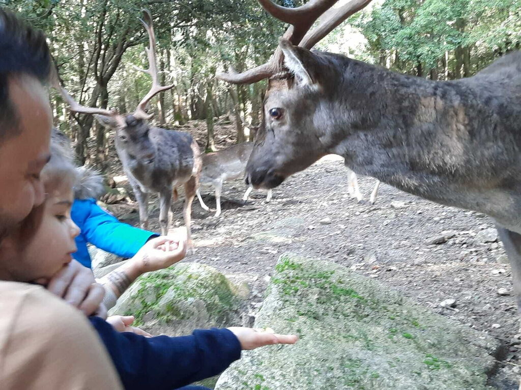What to do in Sardinia with children?
