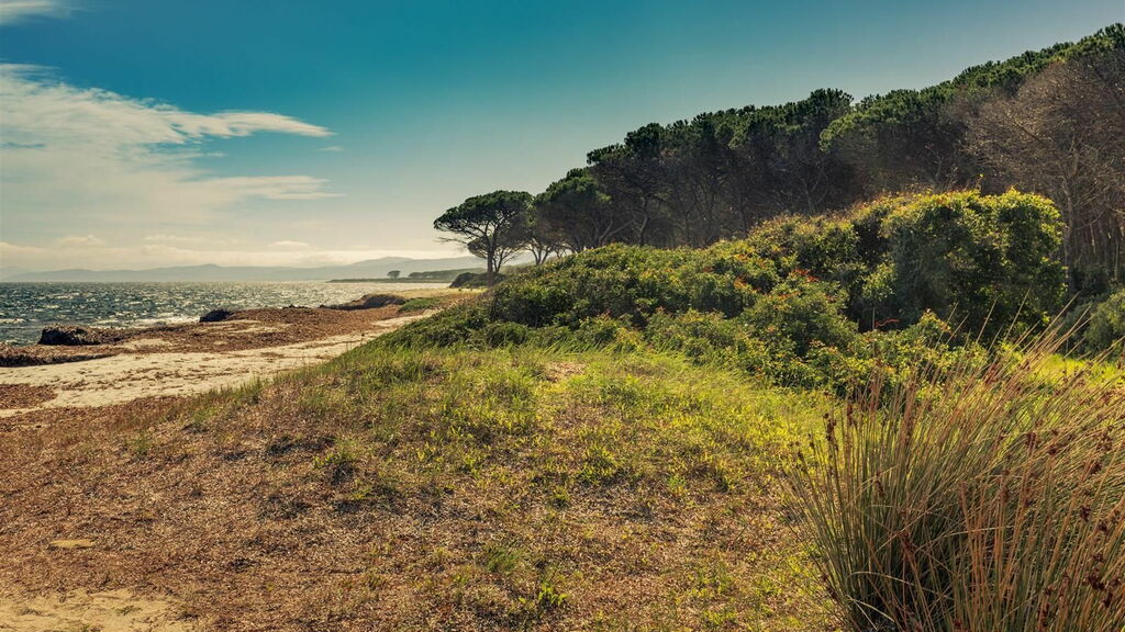 What to do in Budoni: 5 top tips - coast and pine trees What to do in Budoni: 5 top tips - coast and pine trees