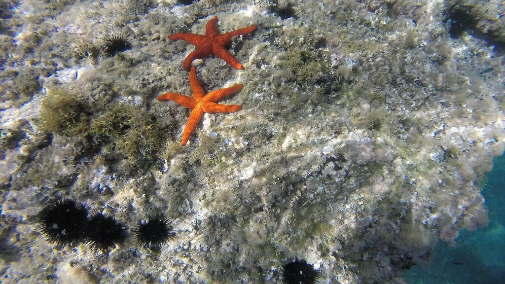 Schnorcheln in Sardinien: unsere Tipps. Seesterne