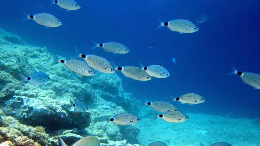 Snorkeling in Sardegna: la Guida. Banchi di pesci Snorkeling in Sardegna: la Guida. Banchi di pesci
