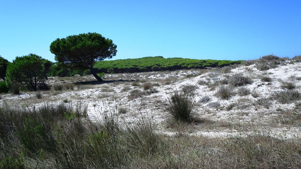 Wo kann man auf Sardinien zum Strand gehen? Sanddünen