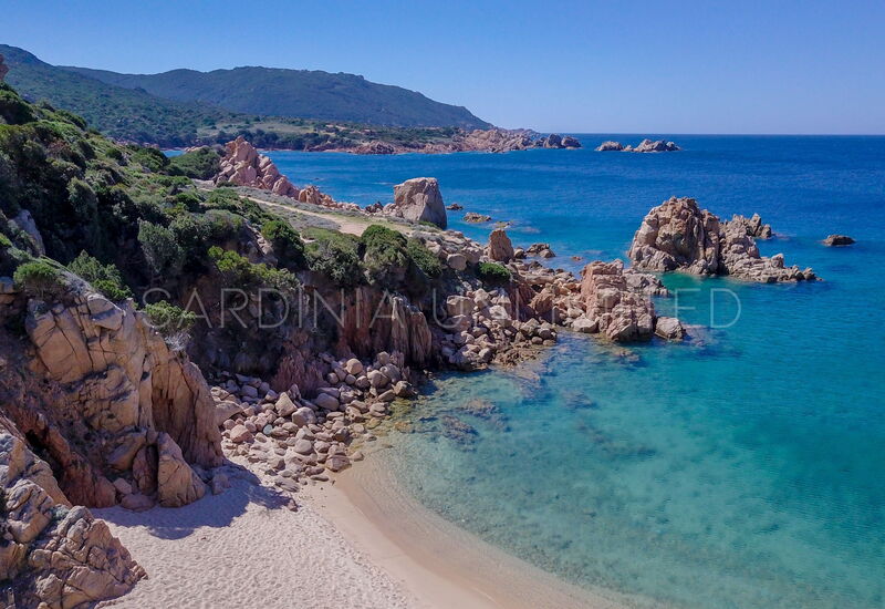 Corbezzolo Giallo: Весна, Деятельность, Лето, Осень